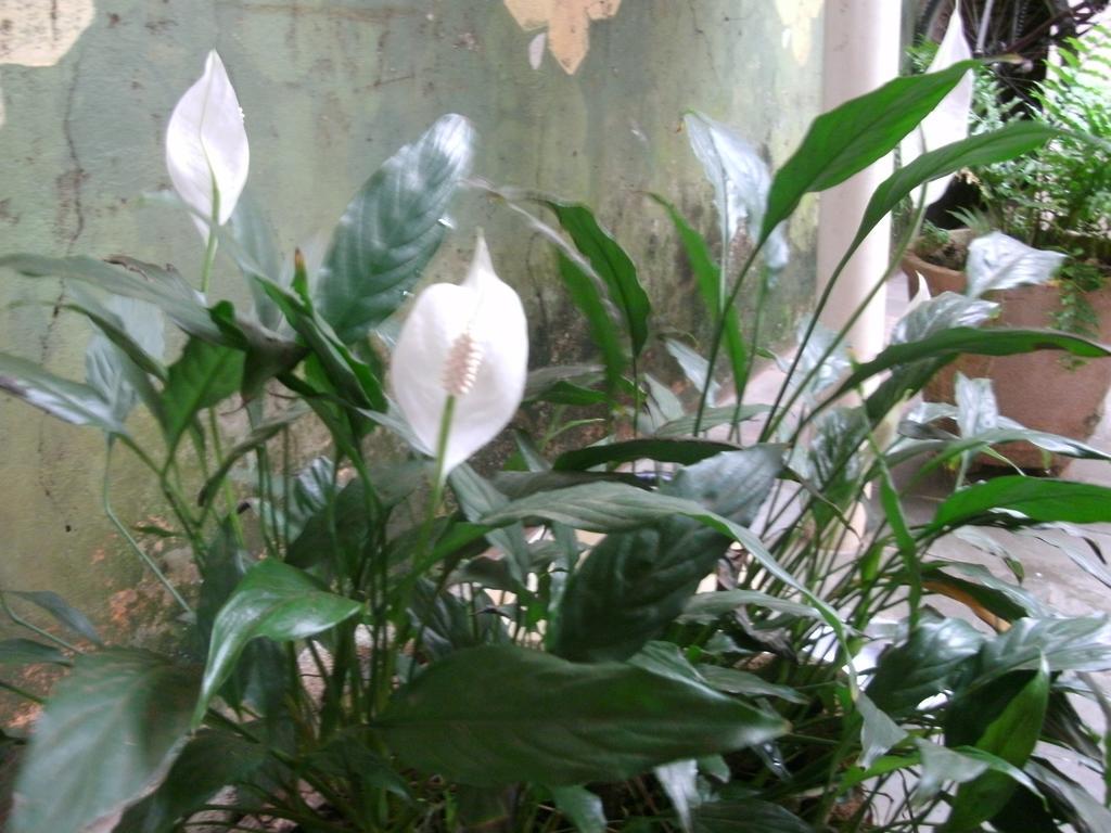Gardenia House Leilighet Foz do Iguaçu Eksteriør bilde